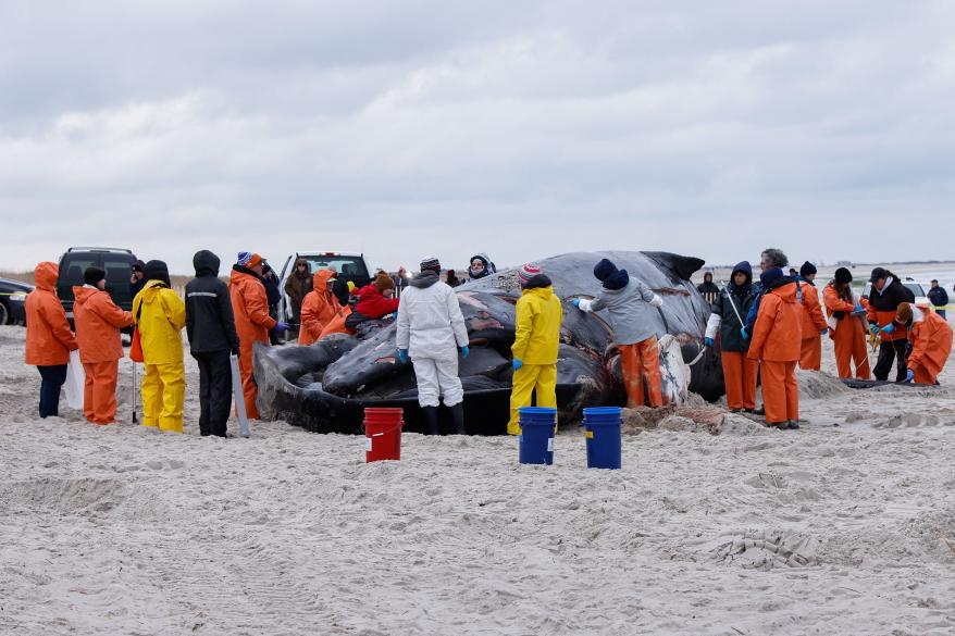 Members of the Northwest Atlantic Marine Alliance work on the carcass of a humpback whale.