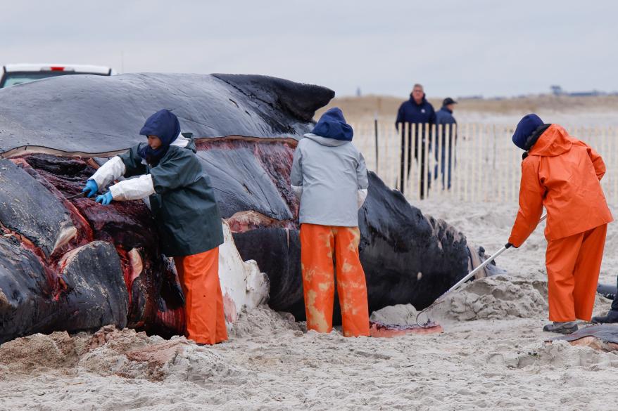 Members of the Northwest Atlantic Marine Alliance practice a necropsy on the carcass of a humpback whale at Lido Beach.