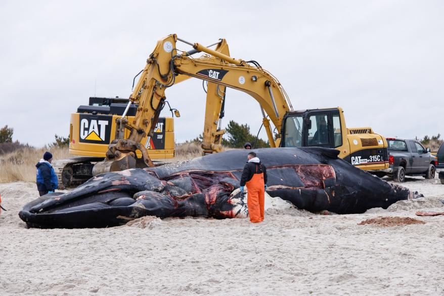 Members of the Northwest Atlantic Marine Alliance practice a necropsy on the carcass of a humpback whale at Lido Beach.