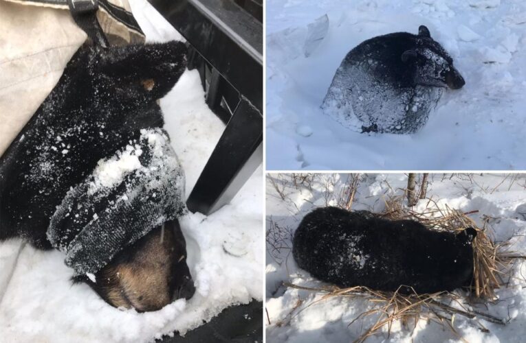 Minnesotans tried to feed black bear ‘smorgasbord’ of candy