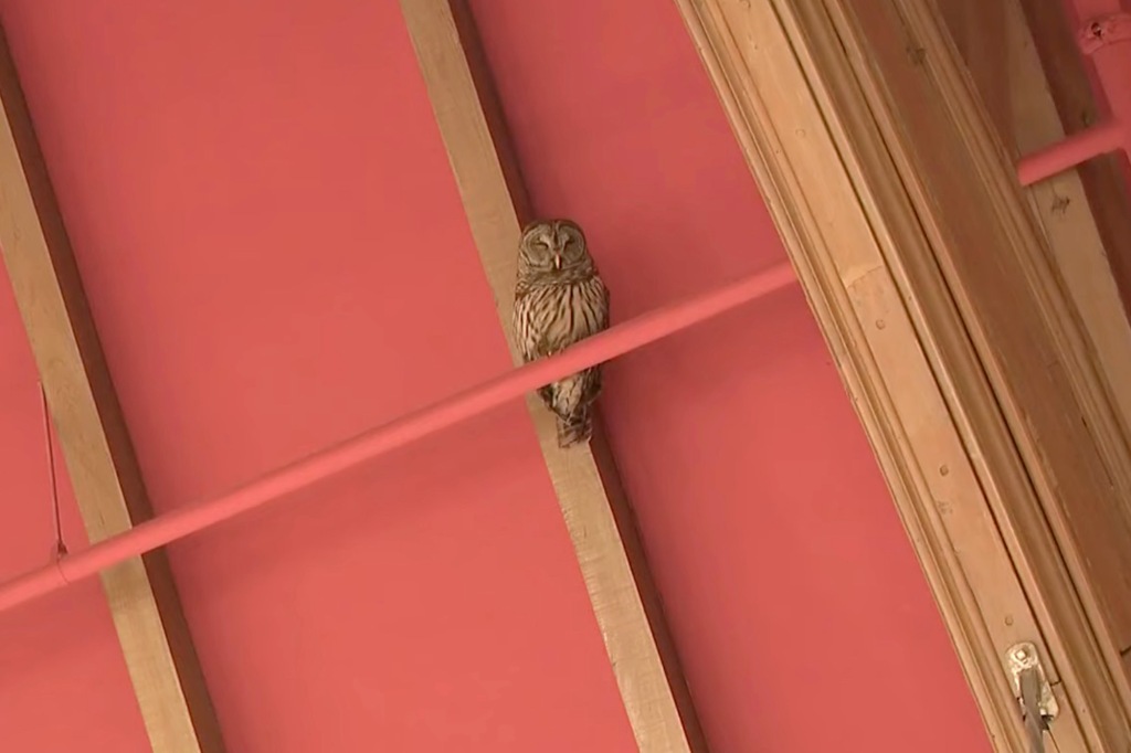 A picture of an owl in a library.