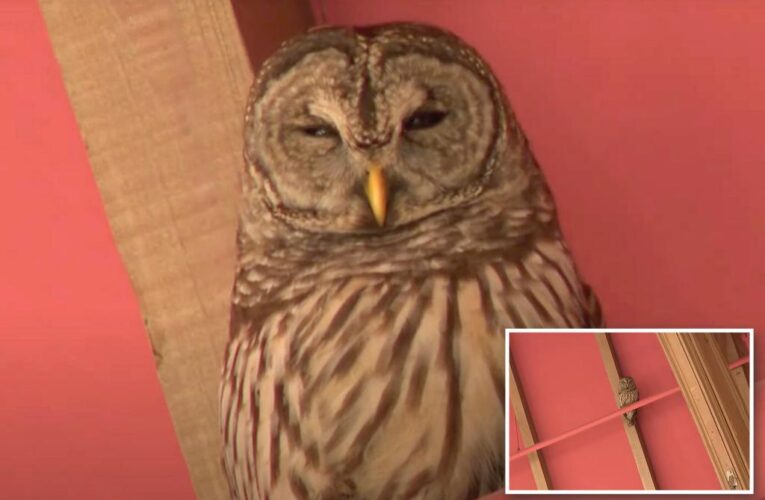 Owl moves in to Georgia college library, shuts it down