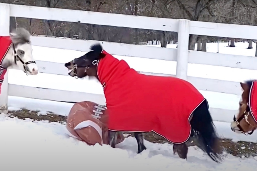 A picture of mini horses.