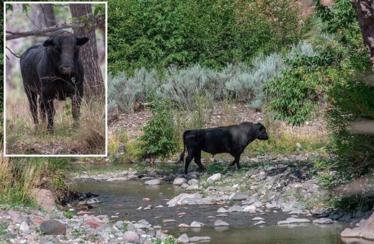 Forest Service to gun down feral cows in New Mexico via helicopter