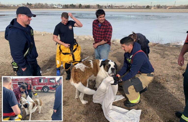 Colorado firefighters rescue St. Bernard who fell through ice