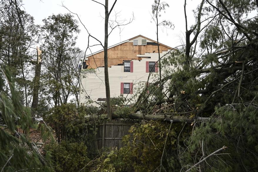 A tree fallen onto a fence.