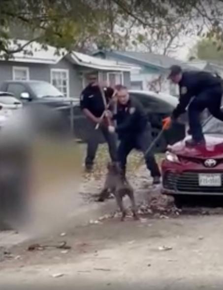 Fatal San Antonio dog attack