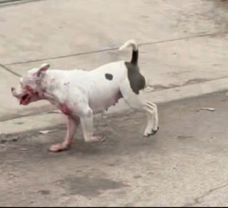 Dog on street with blood near its mouth and chest