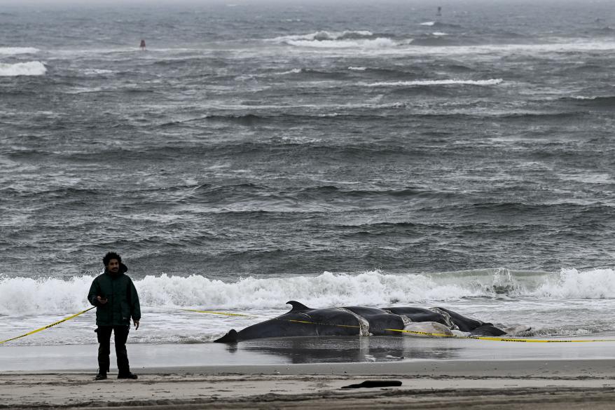 Activists are calling the uptick in whale deaths "alarming."