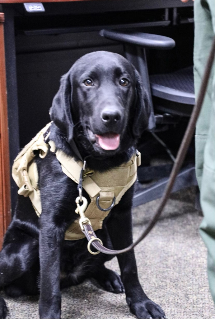 Blitzen, the Border Patrol support dog