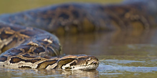 Asian Python is shown in a river in Nepal.