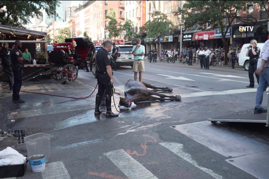 Ryder, an abused carriage horse, laying on the street.