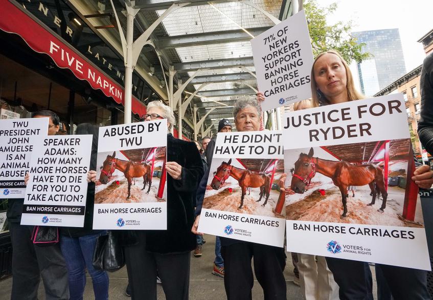 Protesters demonstrating against horse-drawn carriages