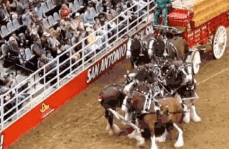 Budweiser Clydesdales get tangled, fall down during San Antonio Stock Show