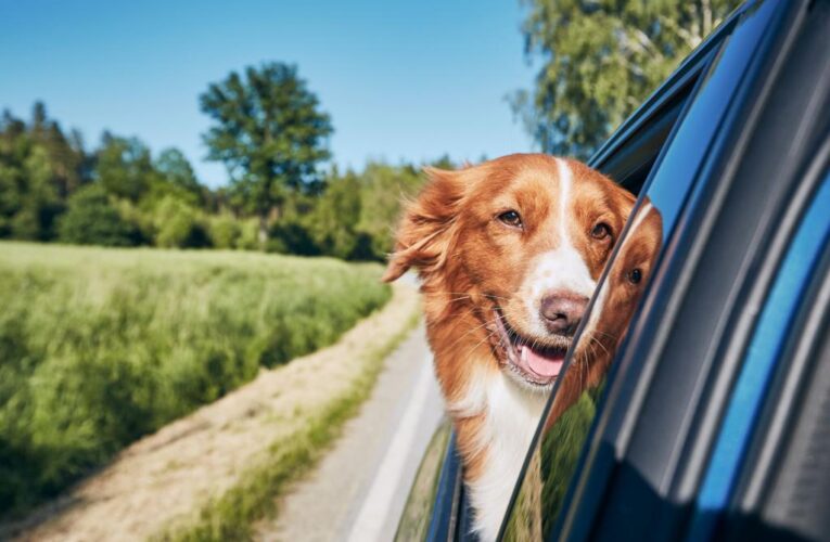 Florida bill would ban dogs from sticking heads out car windows