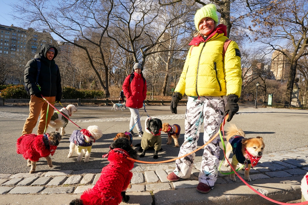 Pictured are dogs in sweaters with their dog walkers bundled up as well.