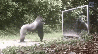 A GIF of a gorilla charging its own reflection in a mirror. 