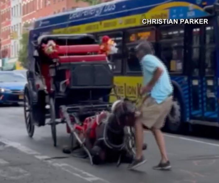 Ryder, a carriage horse, collapsing in Hell's Kitchen.