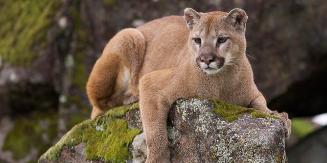 Mountain Lion on moss covered rocks during spring time