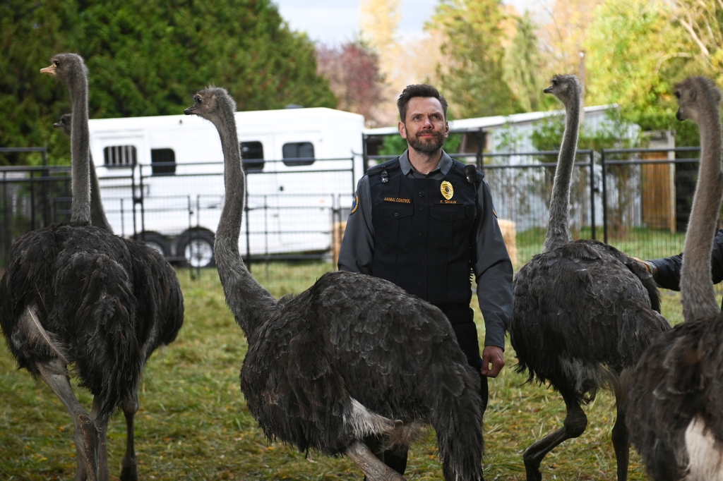 Joel McHale in "Animal Control" standing in a field surrounded by ostriches. 