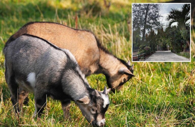 Mexico zoo director fed stolen goats to staffers