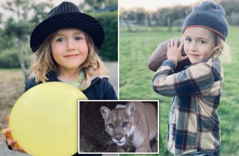 California mountain lion that viciously attacked 5-year-old won’t be removed from wild