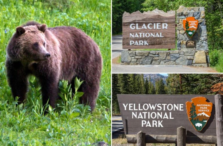 US may lift protections for Yellowstone, Glacier grizzly bears