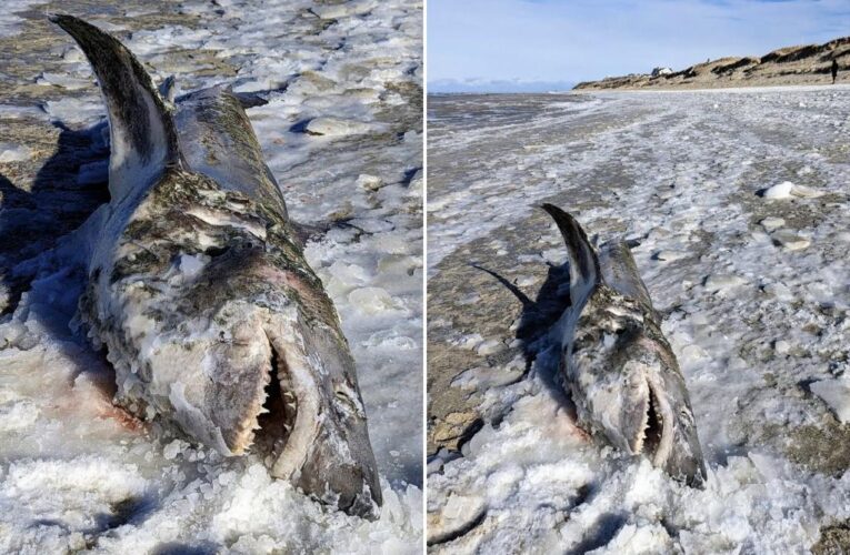 Dead, frozen shark found on Cape Cod beach during cold spell