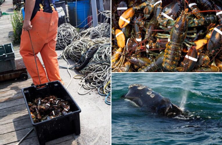 Lobster fishers sue NOAA to block closure meant to aid whales
