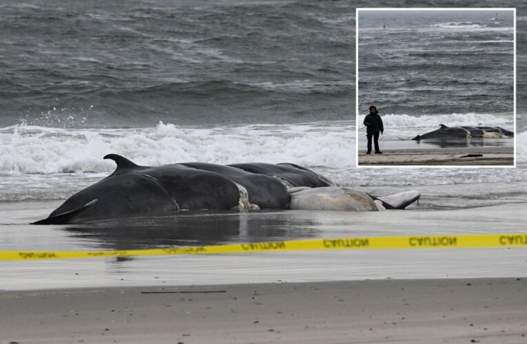 Whale found dead on Rockaways shore