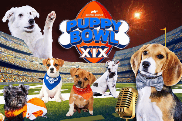 How to watch the Puppy Bowl 2023: time and channel