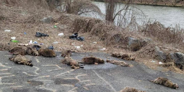 Eleven dead raccoons were found under a bridge in Cocke County, Tennessee.