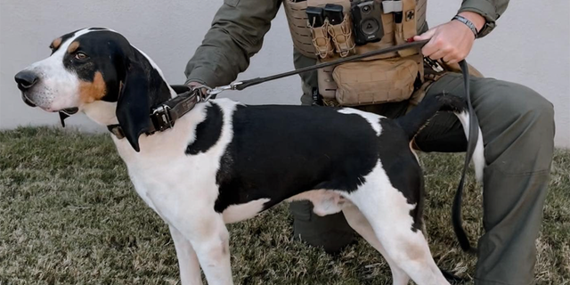 K9 Ranger, a walker hound, with the Spartanburg County Sheriff's Office.