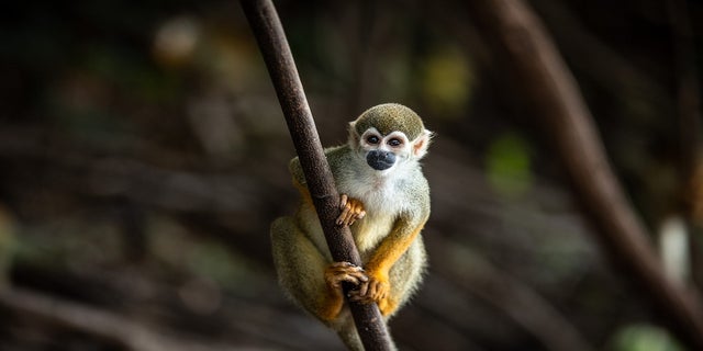 A squirrel monkey rests.