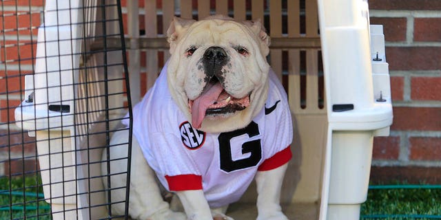 Georgia mascot UGA X during a game against the Georgia Tech Yellow Jackets Nov. 27, 2021, at Bobby Dodd Stadium in Atlanta. 