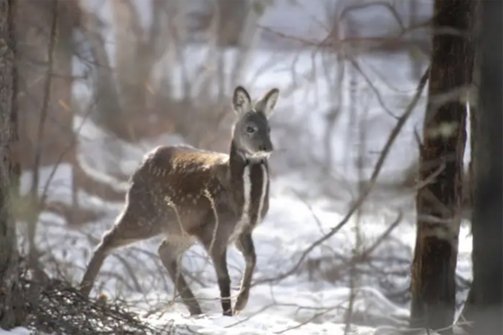 The endangered Musk deer was captured in the eastern mountain range of the DMZ. 