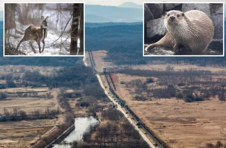 Wild animals thrive in DMZ zone between North and South Korea, rare photos show