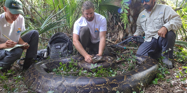 Biologists Ian Bartoszek (right) and Ian Easterling (center) with intern Kyle Findley (left) and a 17.7-foot, 215-pound female Burmese python captured by tracking a male scout snake in Picayune Strand State Forest in December 2021.