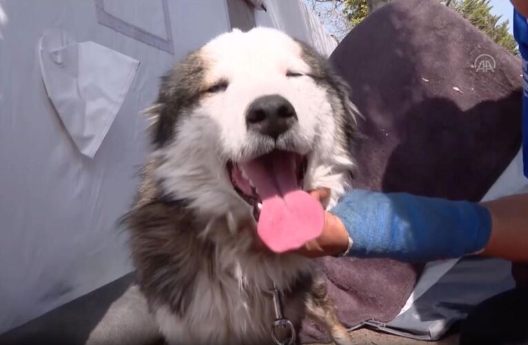 Dog rescued after 23 days under rubble of Turkey-Syria earthquake