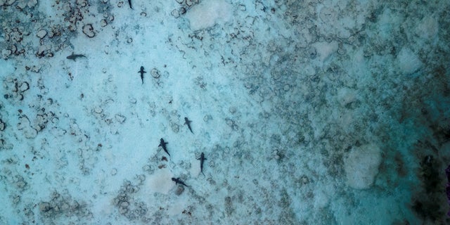 A group of eight juvenile blacktip reef sharks swim in the early morning, during low tide, in the shallow waters used as a nursery, in Maya Bay at the Phi Phi Island National Park, on Phi Phi Leh Island, Krabi province, Thailand, Feb. 27, 2023. Blacktips, named after the distinctive black colouring on their dorsal fins and tails, roam the Andaman Sea and other tropical regions in decreasing numbers due to overfishing, according to the International Union for Conservation of Nature.