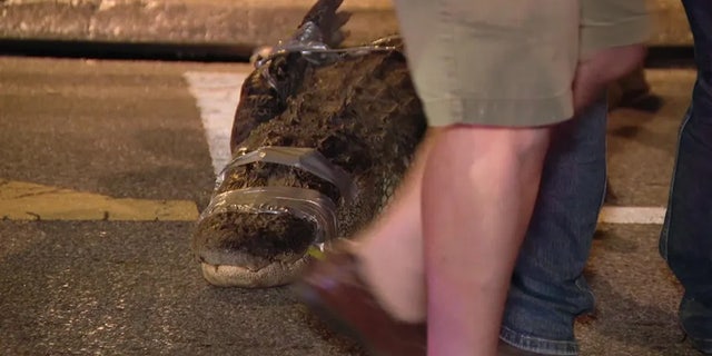 Tampa officers captured a 9'4" alligator on Howard Avenue. 