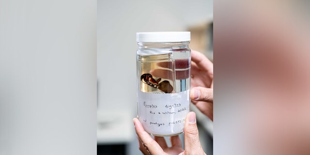 "The name <i>euoplos dignitas</i> is derived from the Latin dignitas meaning dignity or greatness and is reflected by the impressive size and nature of the spider and also a connection to Project DIG, who funded our research," Dr. Michael Rix said.