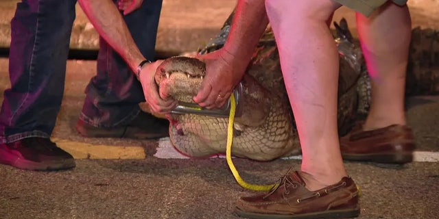 Tampa police wrangled the gator after it was seen wandering in the street. 