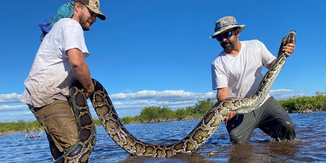 Biologists Ian Easterling, Ian Bartoszek with 14ft female Burmese python captured in mangrove habitat of southwestern Florida while tracking a male scout snake. 