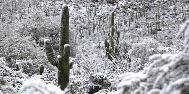 Snow dusts Saguaro cactus in the foothills of the Santa Catalina Mountains north of Tucson, Ariz., on March 2, 2023.