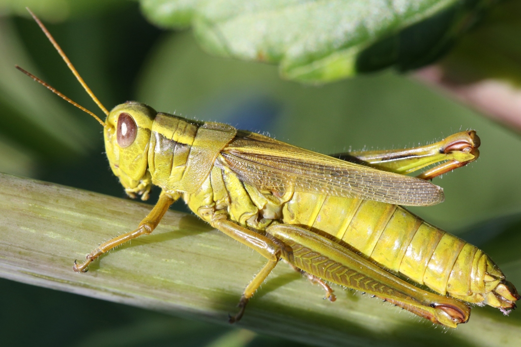 A Utah middle school student said the teacher offered extra credit to students for eating bugs and claimed the teacher encouraged her to eat a grasshopper. 