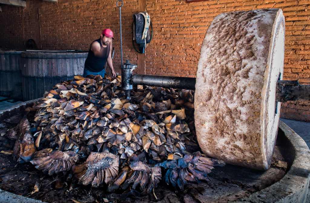 The third-generation master "mezcalero" Rogelio Mateo chops up "Espadin" agave hearts in the "tahona" or grinding mill, prior to the fermentation process used to make mezcal, in Santiago Matatlan, Oaxaca state, Mexico.