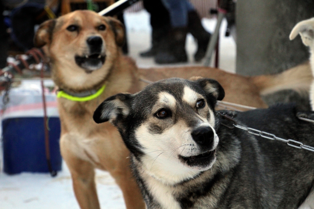 Attentive sled dogs await the start of the Iditarod Trail Sled Dog Race's ceremonial start in downtown Anchorage, Alaska, on Saturday, March 4, 2023.