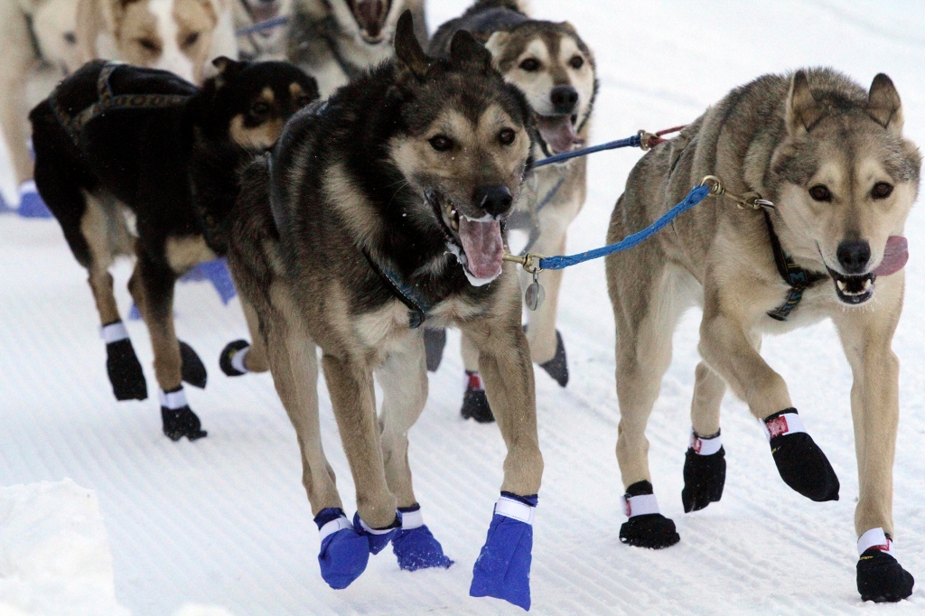 The lead dogs for musher Bailey Vitello of Milan, New Hampshire, run down Fourth Avenue during the Iditarod Trail Sled Dog Race's ceremonial start in downtown Anchorage, Alaska, on Saturday, March 4, 2023. 