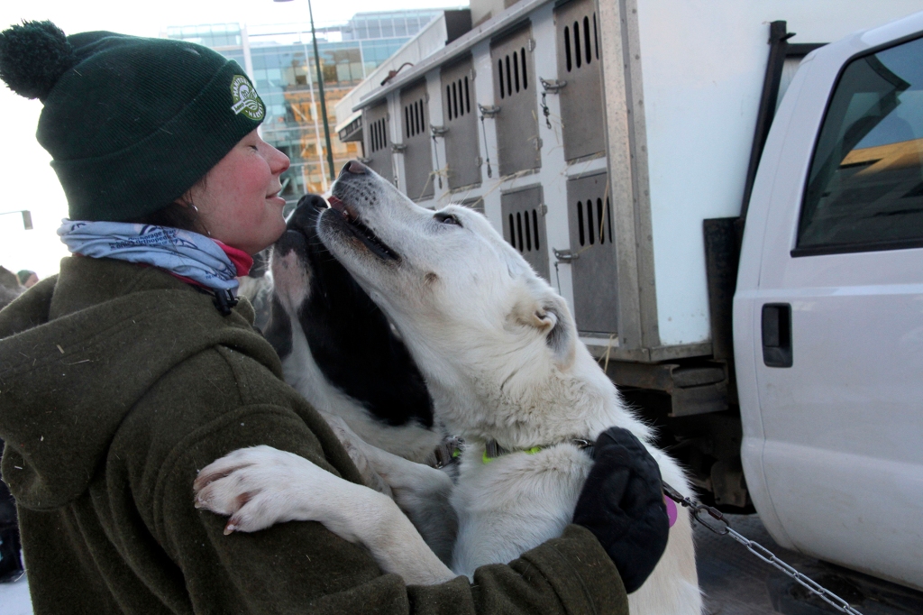 Cece Boyle, who works for musher Mille Porsild of Denmark, gets kisses from two of Porsild's dogs before the Iditarod Trail Sled Dog Race's ceremonial start in downtown Anchorage, Alaska, on Saturday, March 4, 2023.